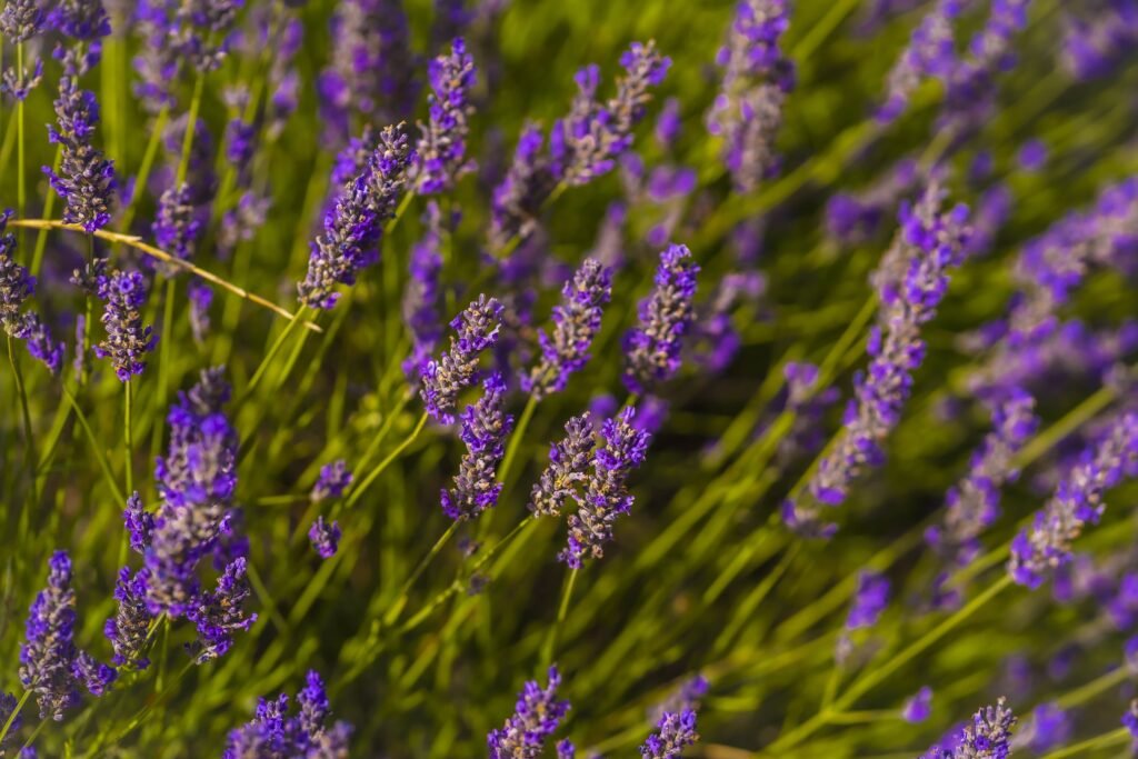 macro-photography-of-beautiful-purple-flowers-in-t-2024-12-09-22-27-48-utc-min