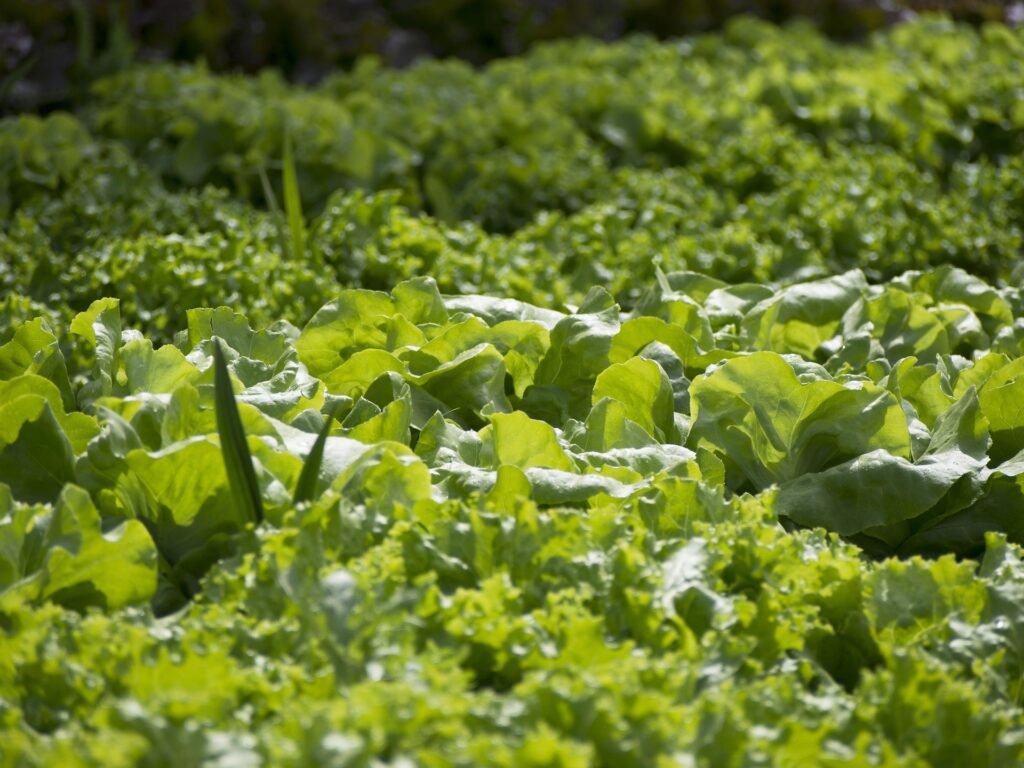Champ de laitues vertes plantées dans le sol