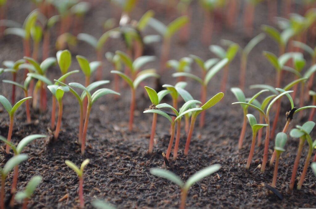 Jeunes pousses de tomates qui sortent de terre
